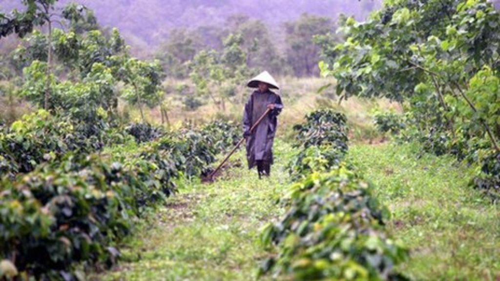 Coffee culture celebrated in Vietnam (Coffee Day Festival) - Café Liégeois Canada Inc.