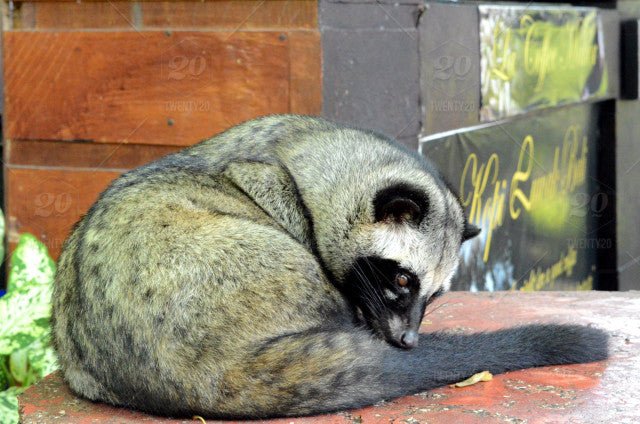Kopi Luwak : the world’s most expensive coffee - Café Liégeois Canada Inc.